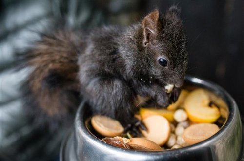 Záchranná Stanice Pavlov vydává první číslo nového zpravodaje Pavlovinky