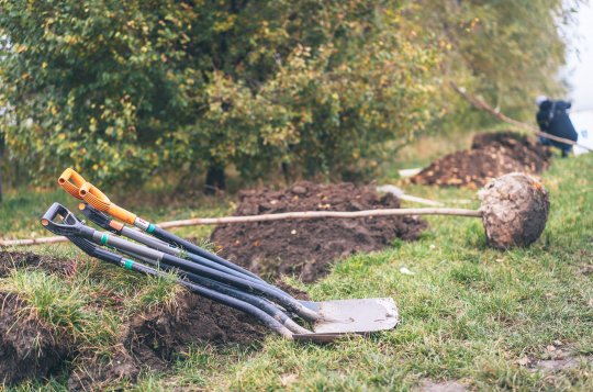 Jak na výsadbu stromů na vlastním pozemku 