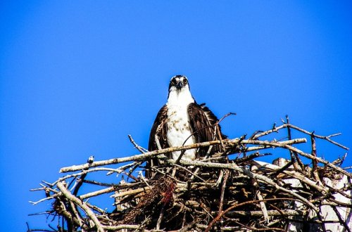 Orli mořští vyvedli loni na Vysočině osm mláďat, je nutné chránit jejich hnízda