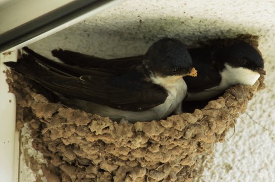 Jiřičky, Ptáci roku 2020, jsou zpátky doma. Nechte je u sebe hnízdit, vyzývají ornitologové 