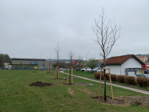 Oskeruše byly zachráněny před pokácením