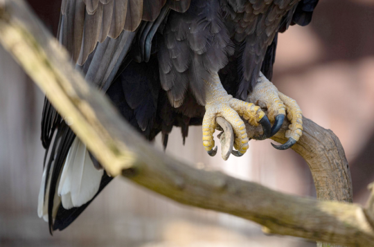 Ornitologové mají plné ruce práce s ochranou hnízd dravců a sov