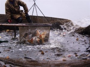 Na Vysočině se každoročně vyloví téměř 2 000 tun ryb