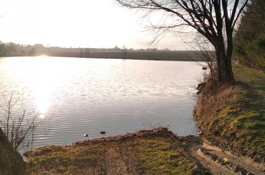 Kapr tvoří devadesát procent rybí produkce v Kraji Vysočina