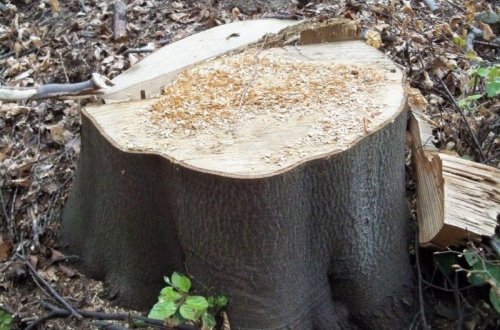 Tam, kde loni rostly buky, jsou nyní pařezy