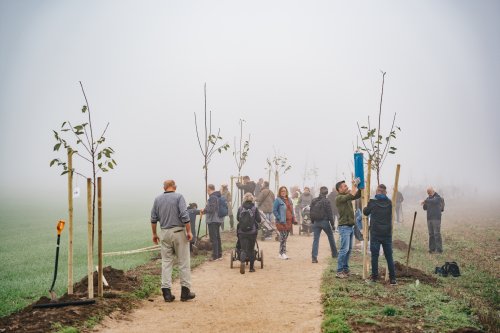 Přinášíme informace o Aleji svobody, aktuálních grantových výzvách a Stromu roku 