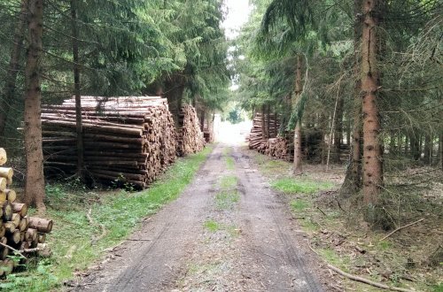 Vlastníci lesů opět mohou žádat o finanční příspěvek na zmírnění dopadů kůrovcové kalamity