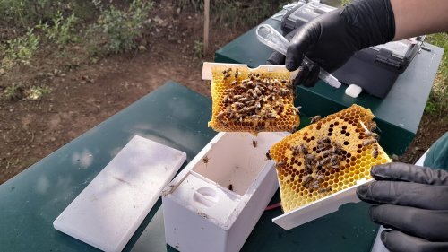 Včelaři pořádají výstavu na Ostrůvku