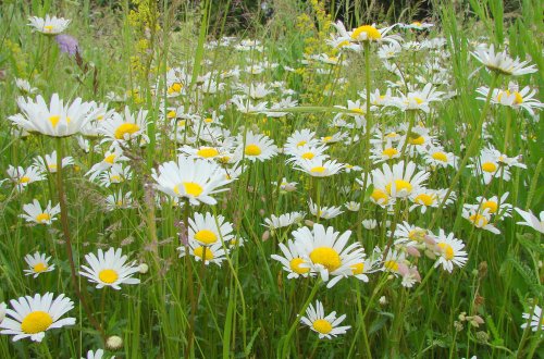 Ve městě zakládáme první květnatou louku