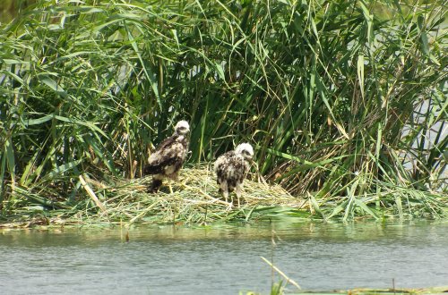 Rybníkářství Pohořelice při sečení rákosin zničilo hnízda s vejci vodních ptáků. Usmrcena byla i mláďata ohrožených dravců.