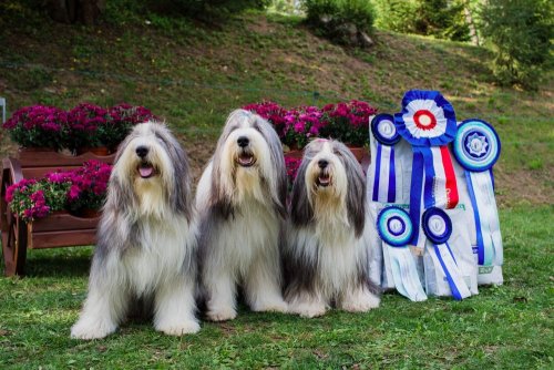 Bezmála padesátka bearded collií se předvedla na výstavě v Meziříčí