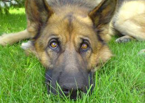 Městský psí útulek děkuje