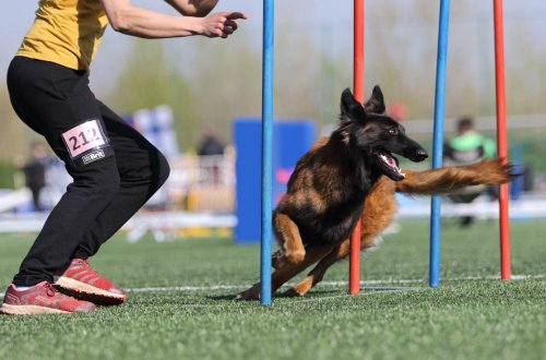 Z malinkého cvičáku u řeky na mistrovství světa