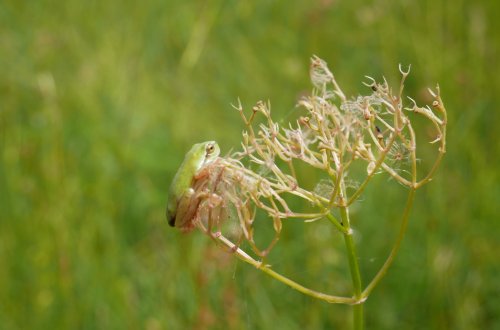 Orel, čolek, dřípatka... Kolem našeho města žijí ohrožené druhy