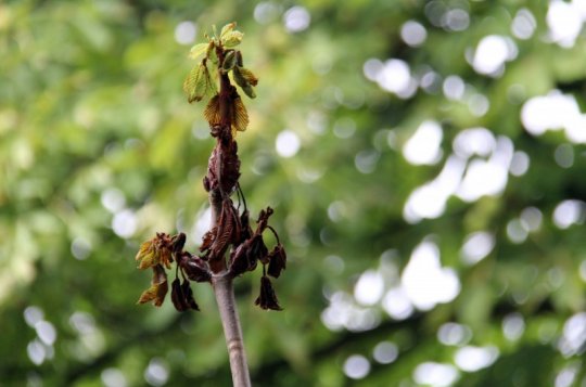 Část nové výsadby uschla, musí být obnovena