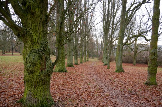 Hlasujte pro Dubovou alej v zámeckém parku