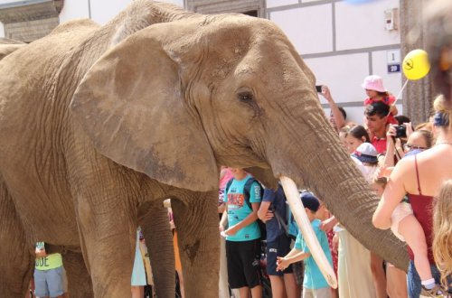 Na meziříčské náměstí zavítali afričtí sloni
