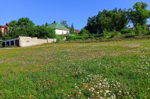 Ve městě máme už dvě květnaté louky
