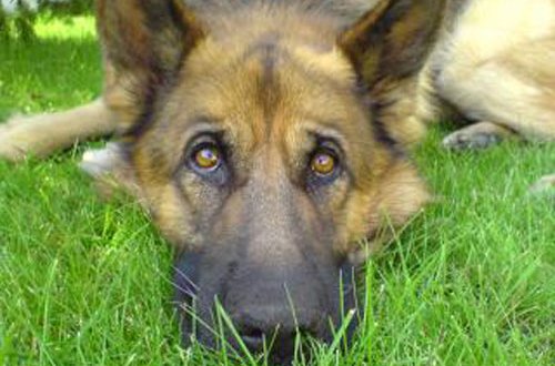 Městský psí útulek děkuje