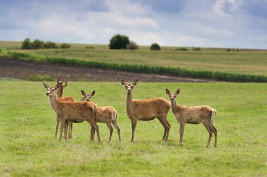 Myslivci odlovili více spárkaté zvěře, přesto početní stavy zatím neklesají