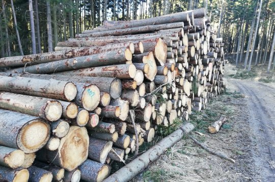 Za nepovolené překročení maximální těžby hrozí vlastníkům lesa vysoké pokuty
