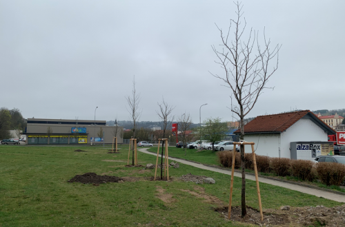 Oskeruše byly zachráněny před pokácením