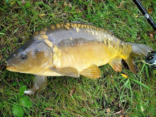 Na rybníku "Uchytil" u Šeborova se budou konat rybářské závody