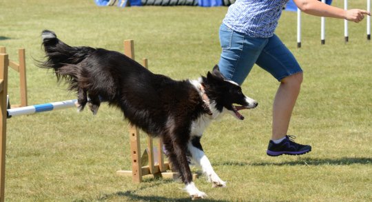 Malé kynologické ohlédnutí za rokem 2019 na cvičišti Agility Velké Meziříčí