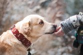 Majitelé psích miláčků si od ledna připlatí