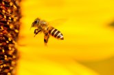 Včelí plásty a jejich funkce. Přijďte na včelařskou výstavu