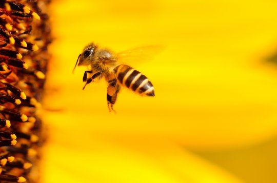 Včelí plásty a jejich funkce. Přijďte na včelařskou výstavu