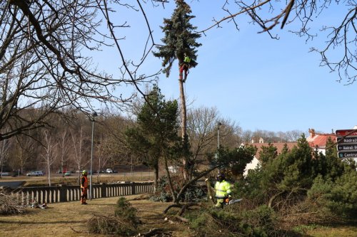 Kácení je přípravou na rekonstrukci náměstí