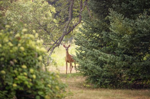 Na hřbitově se objevil vandal. Technické služby ho chtějí uspat