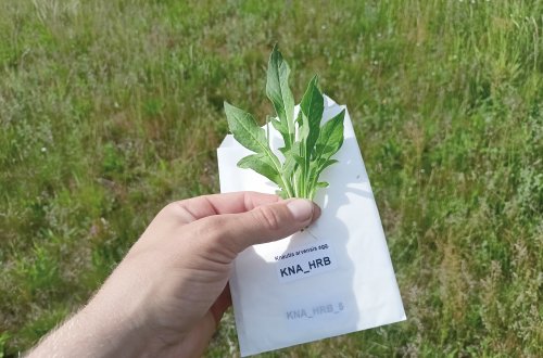 Květnaté meziříčské louky slouží vědě