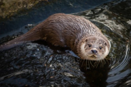 Oslavte v Pavlově narozeniny vydřáka Alfonse