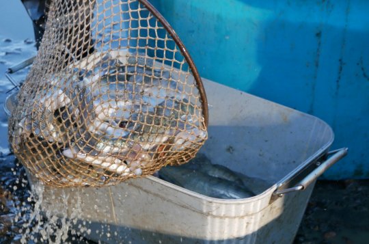 Přijeďte na výlov rybníka do Jívoví