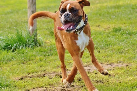 Psích exkrementů v ulicích ubude