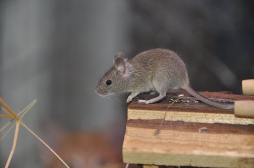 Blíží se pravidelná deratizace města