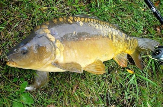 Na rybníku "Uchytil" u Šeborova se budou konat rybářské závody