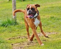 boxer-dogs-1321216 1920