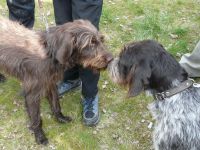 Foto Jarní svod ohařů 052