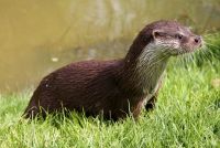 otter-1914239 1920