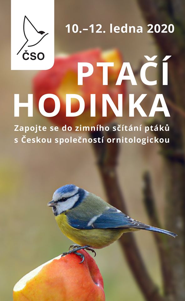 ptací hodinka