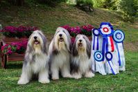 6P8A7519-4846-1000-800-80