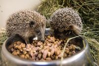 ježci boxy_podzim_výkrm_před_zimou