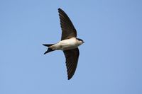 jiřička zdroj_birdlife.cz