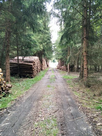 les kůrovec_kulatina