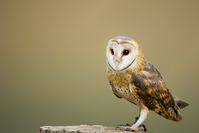 barn-owl-2988291