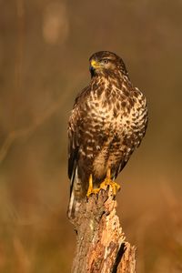 Kane lesni Radomir Salek