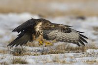 kane lesni lov Radomir Salek